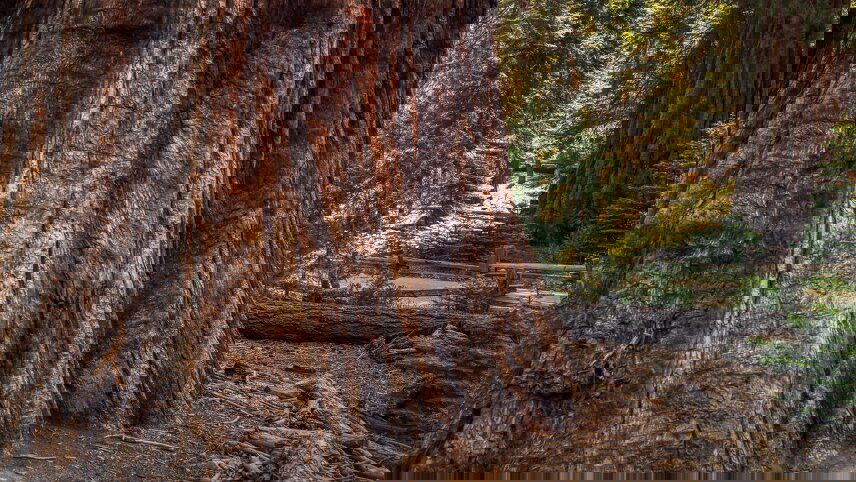 Sequoia and Kings Canyon National Parks