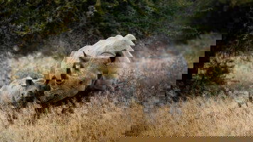 16 Day Namibia and South Africa (Collette)