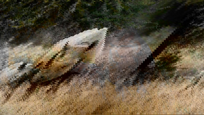 Namibia and South Africa