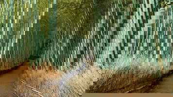 15 Day Japan & South Korea: From Tokyo to Seoul (Collette)