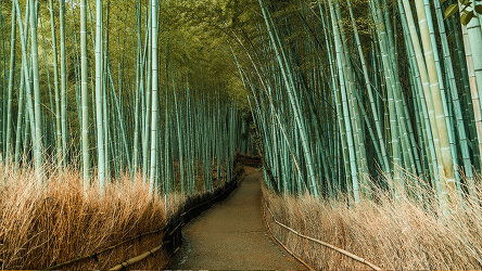 15 Day Japan & South Korea: From Tokyo to Seoul (Collette)