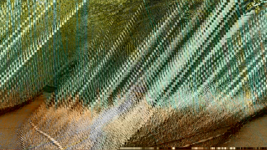 Japan & South Korea: From Tokyo to Seoul