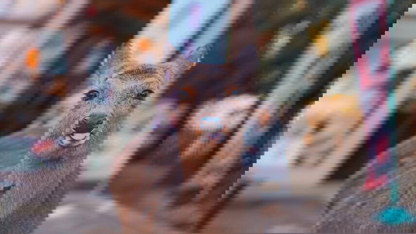 Japan & South Korea: From Tokyo to Seoul