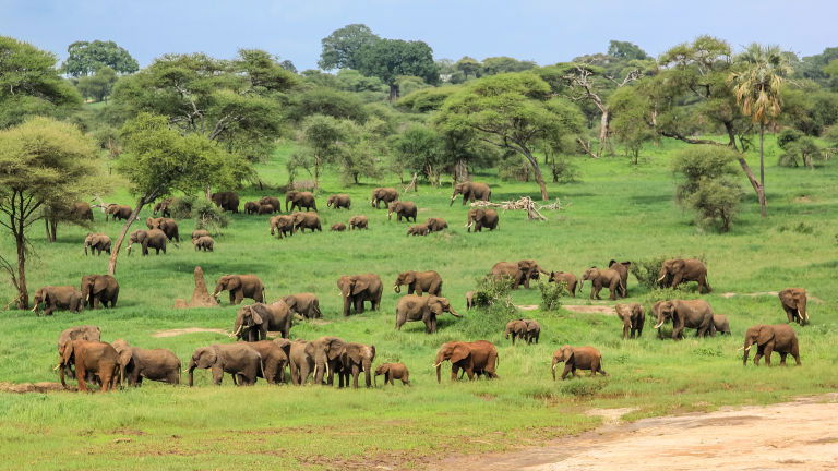 5 Reasons to Tour Tanzania with Contiki