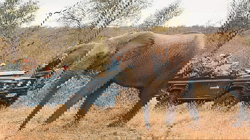 Cape, Safari & Falls