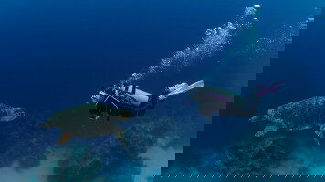 3 Day Great Barrier Reef Explorer (Dive to Adventure) (Contiki)