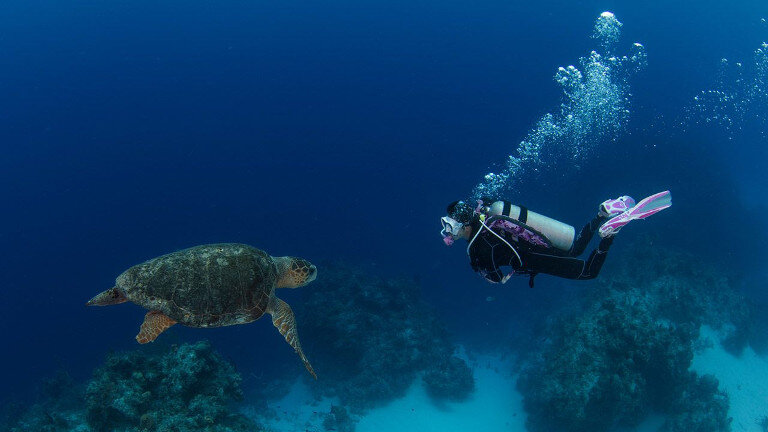 Great Barrier Reef Explorer (Dive to Adventure)