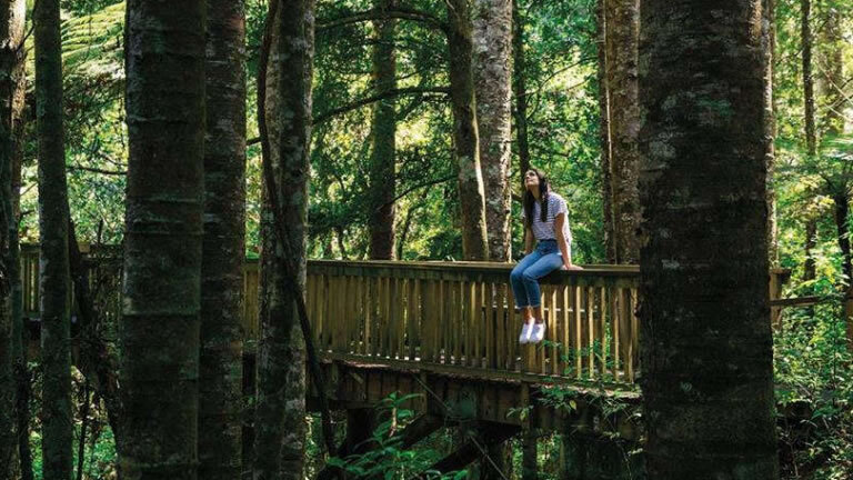 New Zealand: Northern Choice