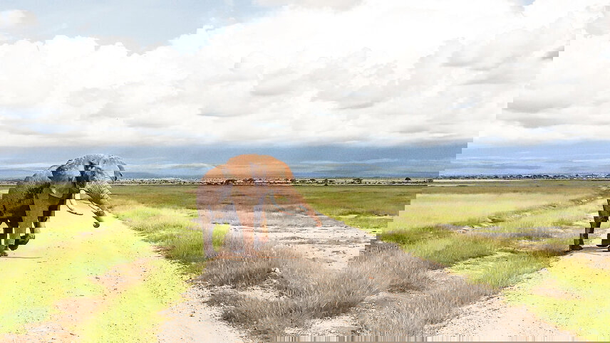 Kenya and Tanzania Safari