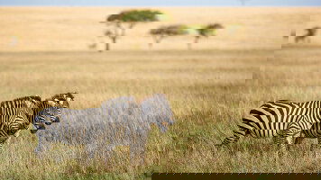 6 Day Tanzania Adventure (Contiki)