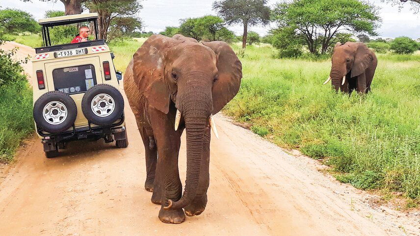 Tanzania Safari