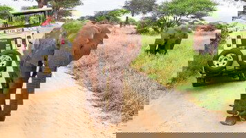 6 Day Tanzania Safari (Contiki)