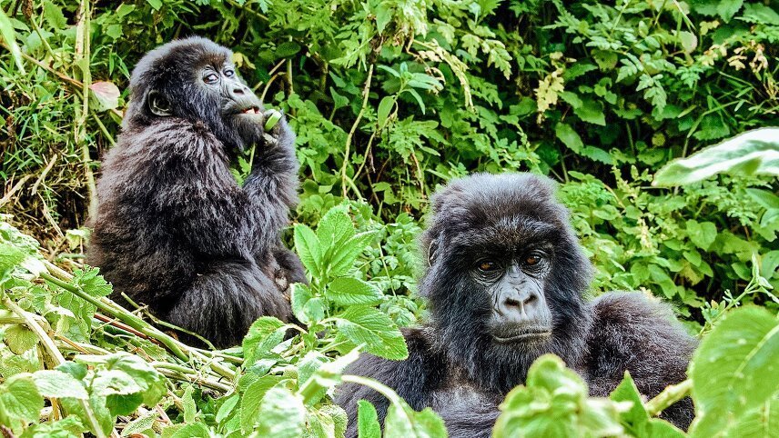 Gorilla Trek in Uganda