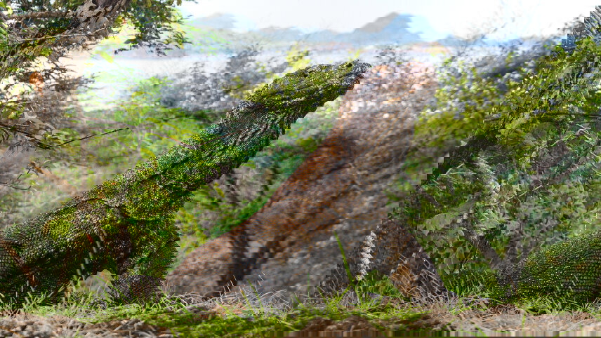 Komodo & Flores Sail