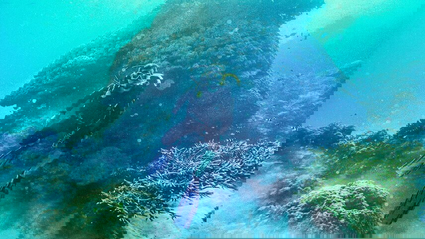 Great Barrier Reef Explorer (Learn to Dive)