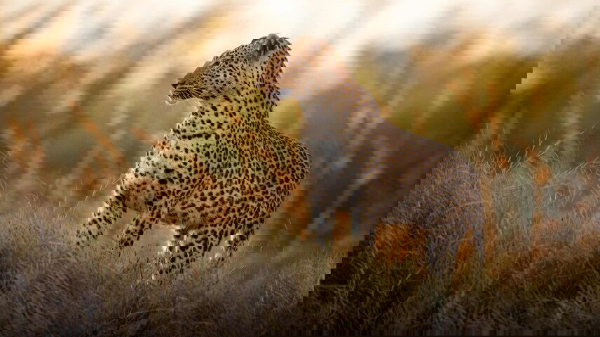 Icons of Southern Africa