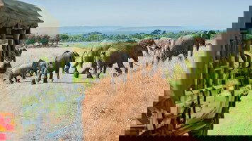 8 Day Highlights of Kenya (Costsaver)