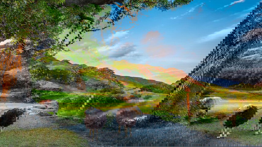 Britain and Ireland Delight