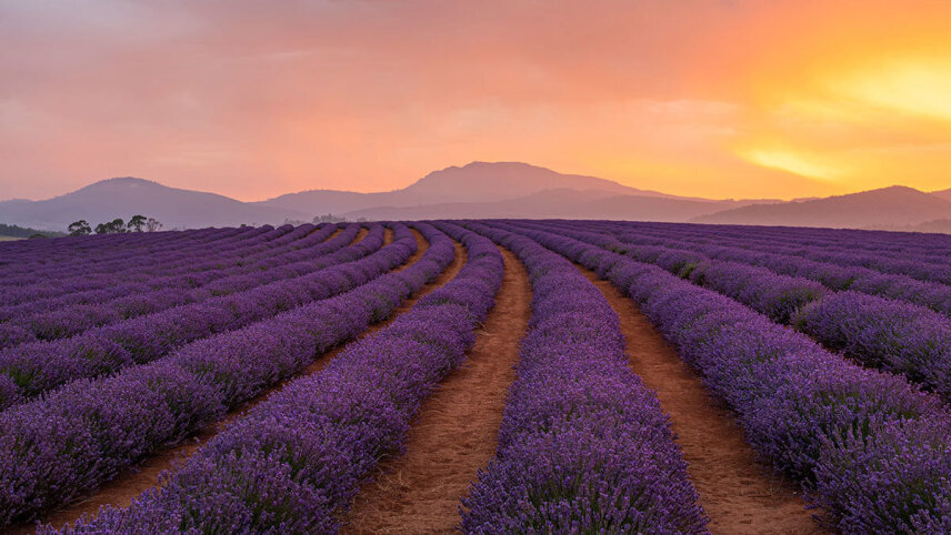 Tassie's East Coast Highlights
