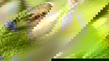 10 Day Costa Rica Adventure with Tortuguero (Costsaver)