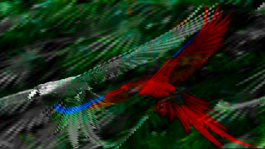 Costa Rica Adventure with Tortuguero