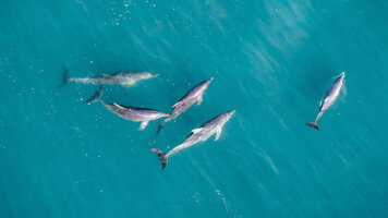 6 Day Monkey Mia Dolphins and West Coast (Costsaver)