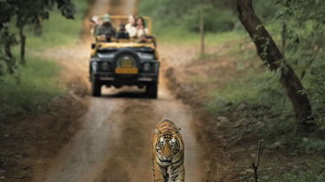 Expert, local guides