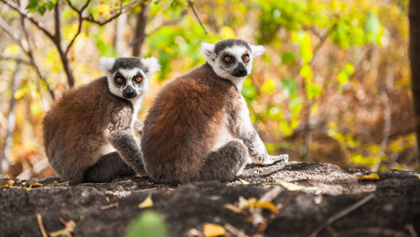 Madagascar Wildlife Adventure