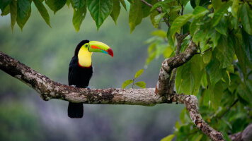 11 Day Natural Splendours of Costa Rica (Cox & Kings)