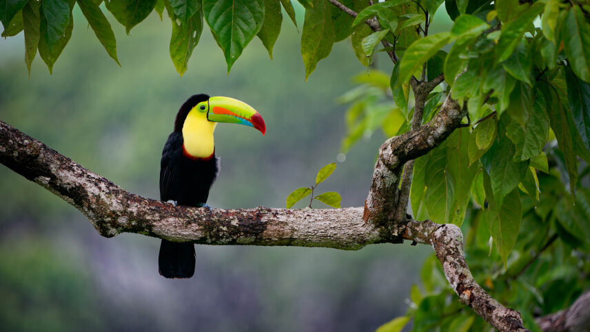 Natural Splendours of Costa Rica