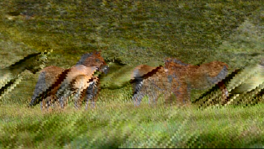 Discovering the Land of Nomads