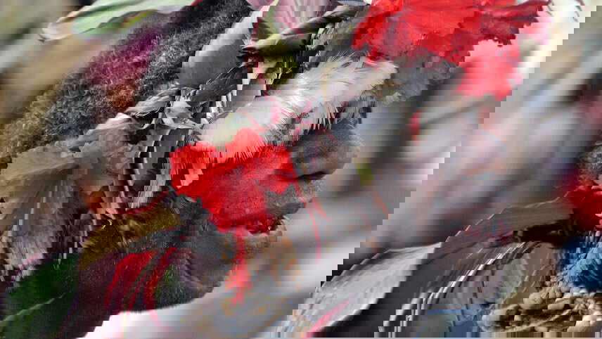 Kenu & Kundu Festival