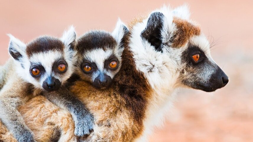 Lemurs & Tribes