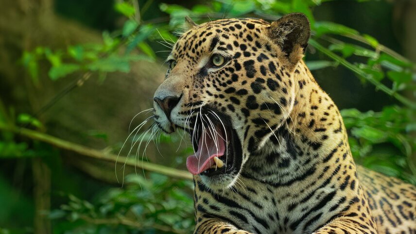 Lost World of Three Guyana's