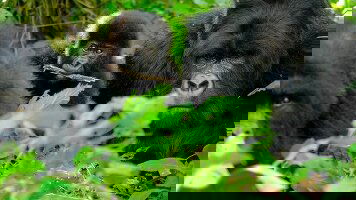 11 Day Remarkable Rwanda (Crooked Compass)