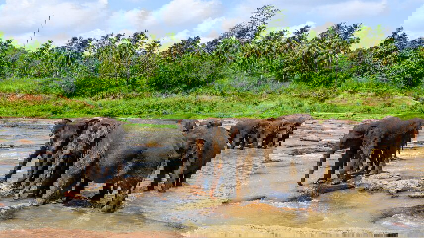 Sea, Tea & Safari: Sri Lanka