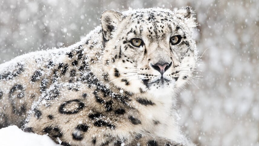 Snow Leopards of Mongolia