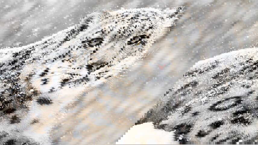 Snow Leopards of Mongolia