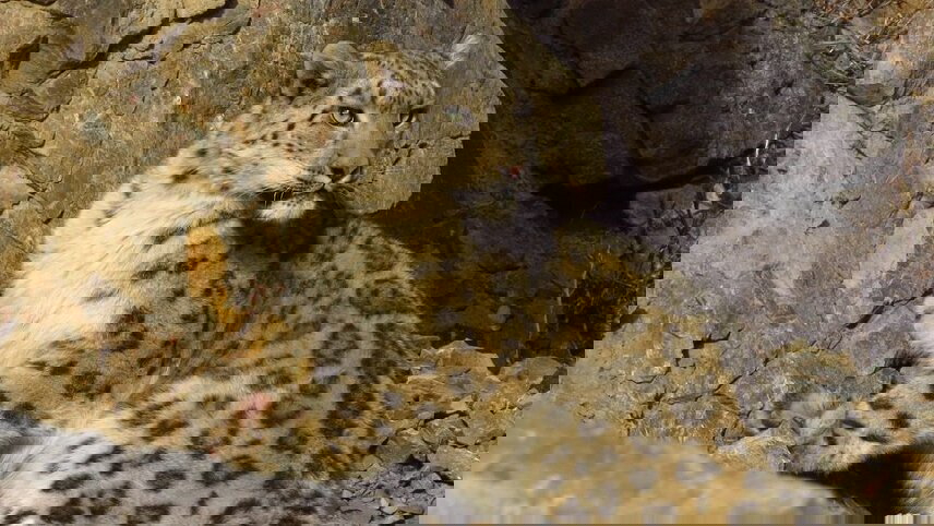 Snow Leopards of Mongolia