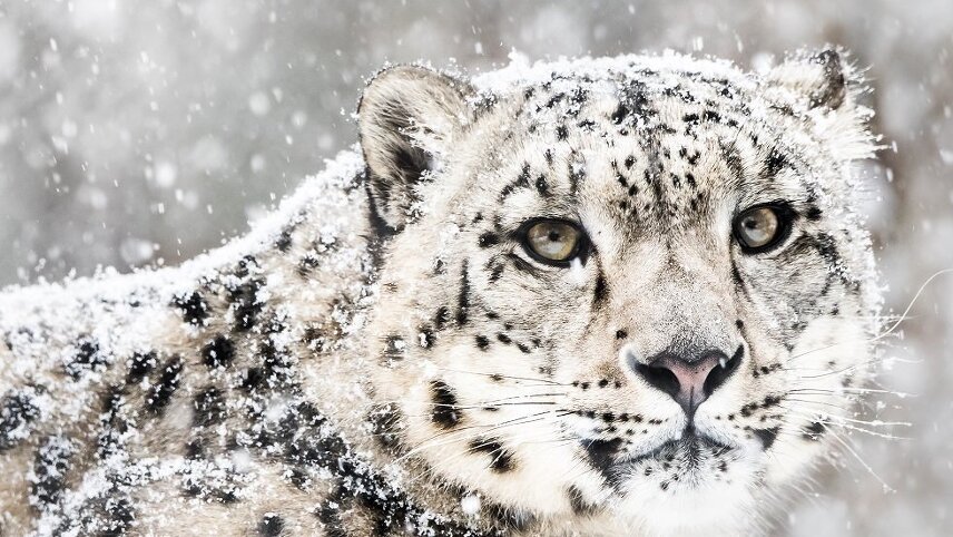 Snow Leopard Tracking Tour