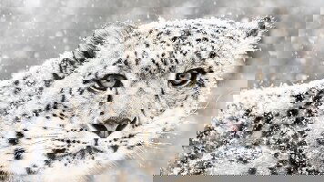 11 Day Snow Leopard Tracking Tour (Crooked Compass)