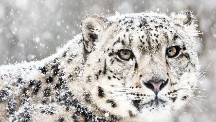 11 Day Snow Leopard Tracking Tour (Crooked Compass)
