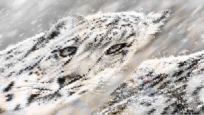 Snow Leopard Tracking Tour