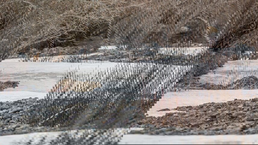 Snow Leopard Tracking Tour