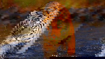 15 Day Treasures of Bangladesh (Crooked Compass)