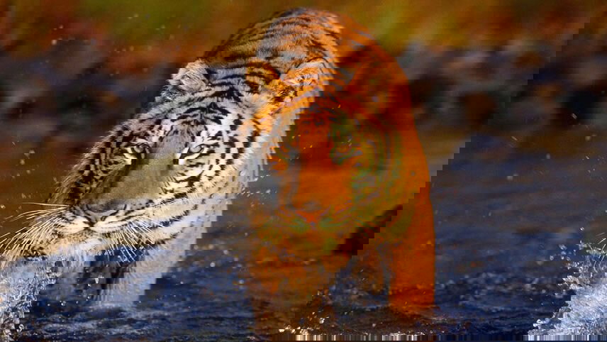 Treasures of Bangladesh