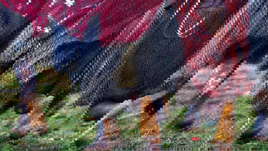 Tree House Tribes & Baliem Valley