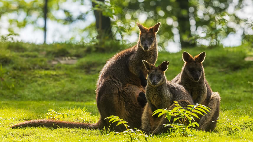 Kangaroo Island