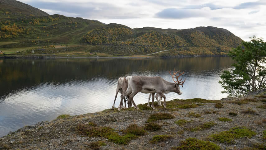 Hammerfest