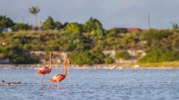 10 Day Roundtrip Fort Lauderdale (Crystal)